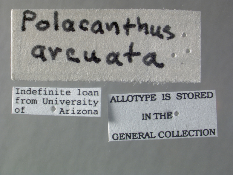 Polacantha arcuata image