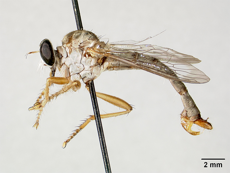 Polacantha arcuata image