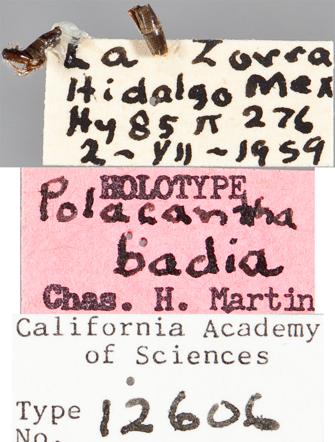 Polacantha badia image