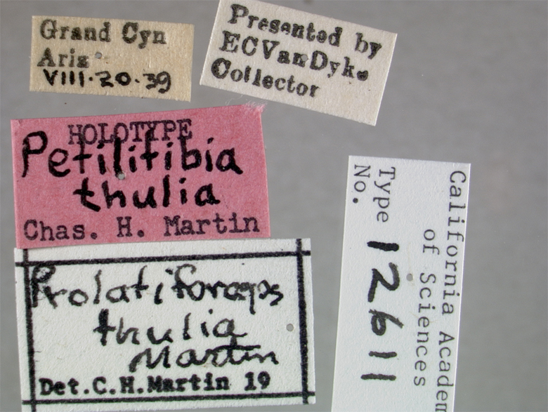 Prolatiforceps thulia image