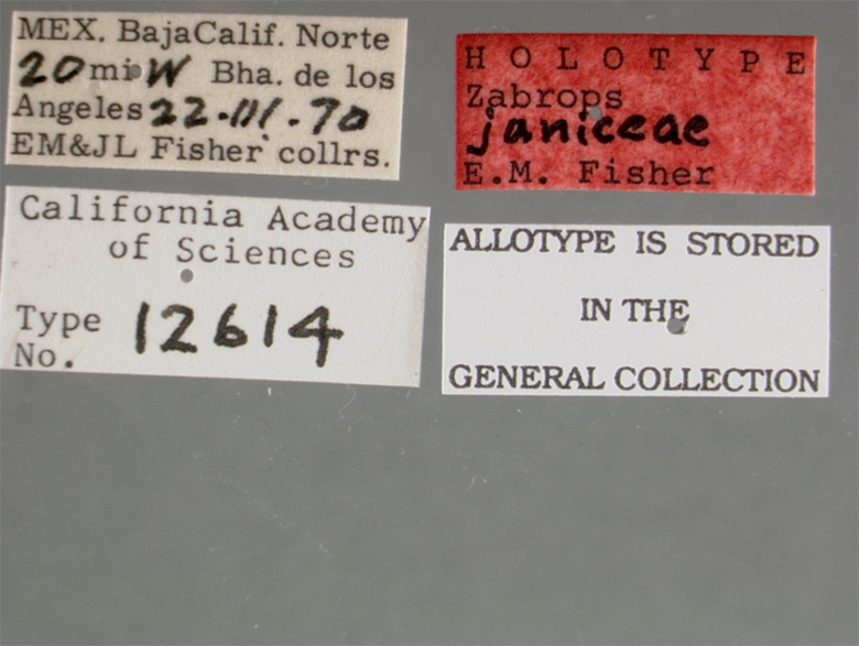 Zabrops janiceae image