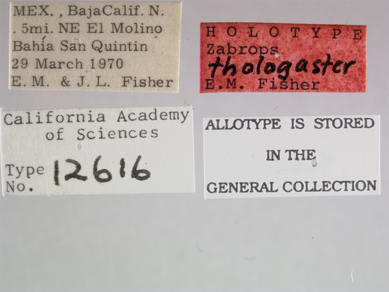 Zabrops thologaster image