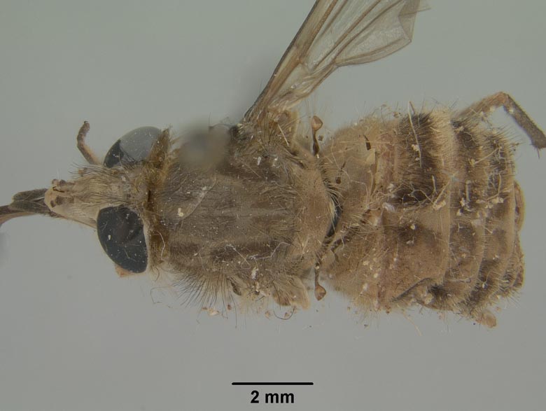 Promycteromyia xantha image