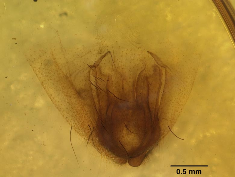 Promycteromyia xantha image