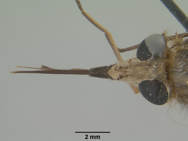 Promycteromyia xantha image