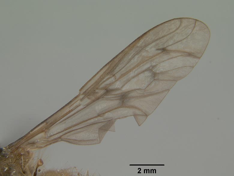 Promycteromyia xantha image