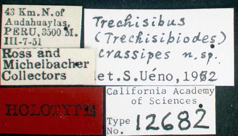 Trechisibus crassipes image