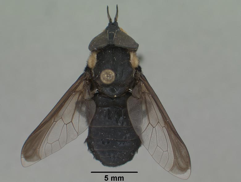 Bolbodimyia bermudezi image