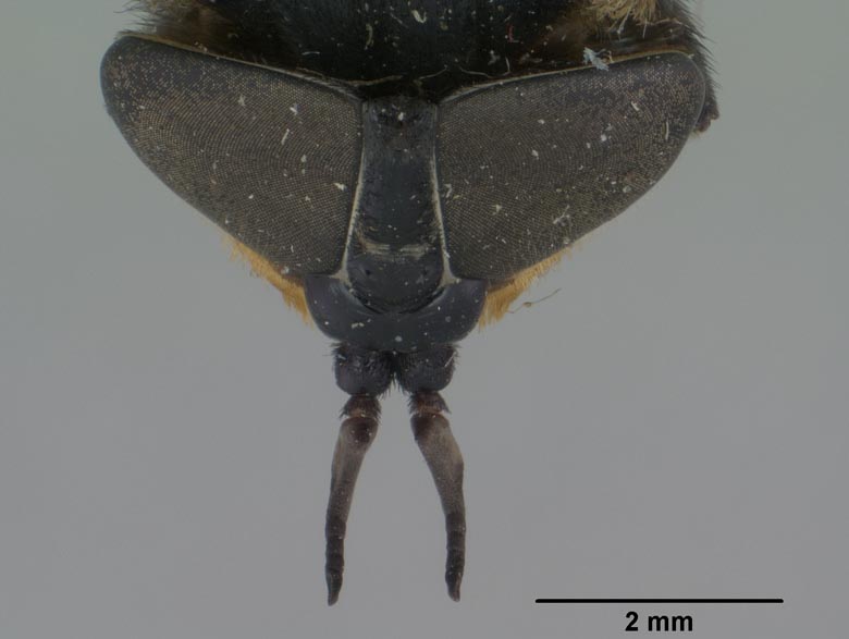 Bolbodimyia bermudezi image