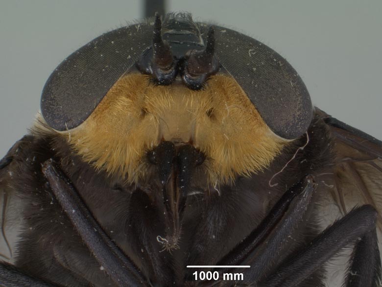 Bolbodimyia bermudezi image