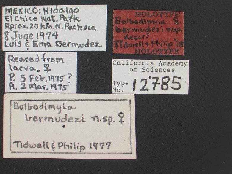 Bolbodimyia bermudezi image