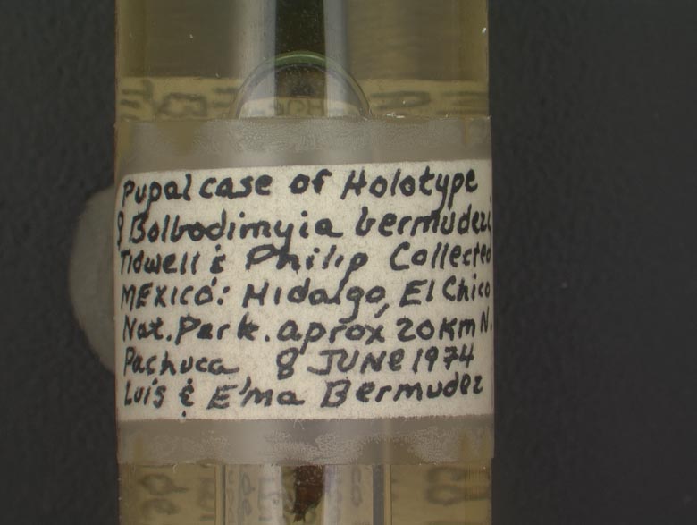 Bolbodimyia bermudezi image