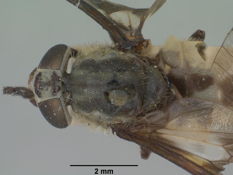 Chrysops altivagus image