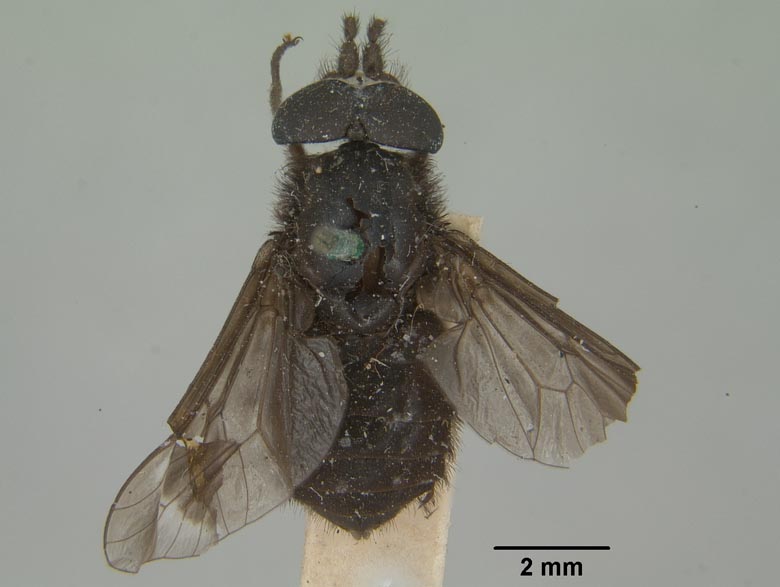 Chrysops altivagus image