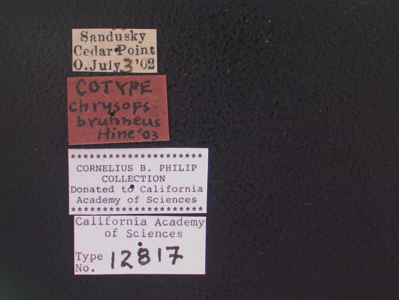 Chrysops brunneus image