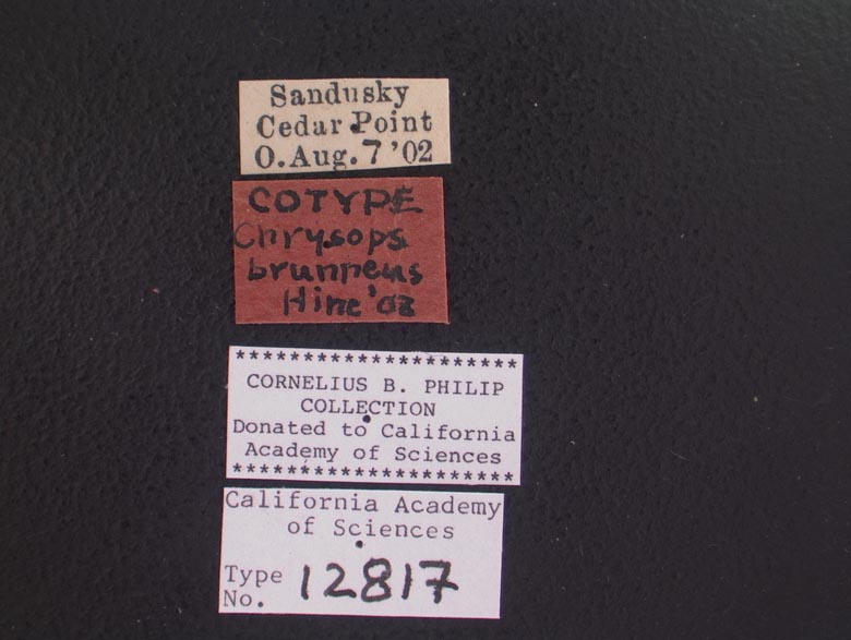 Chrysops brunneus image