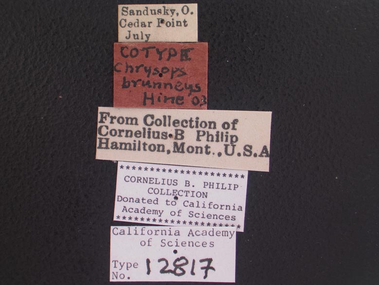 Chrysops brunneus image