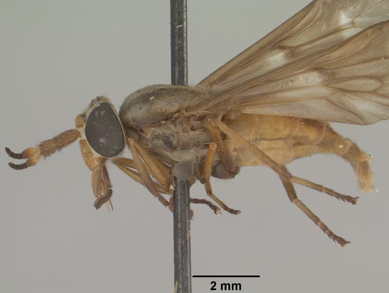 Chrysops brunneus image