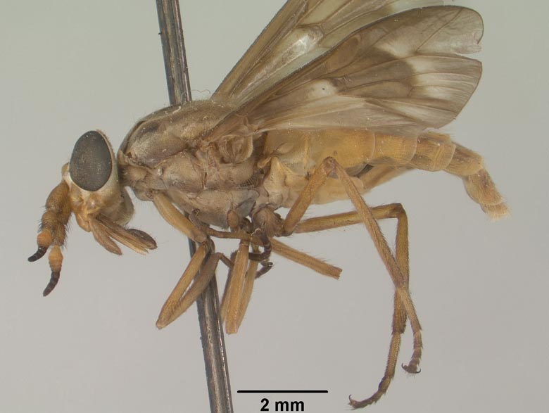 Chrysops brunneus image