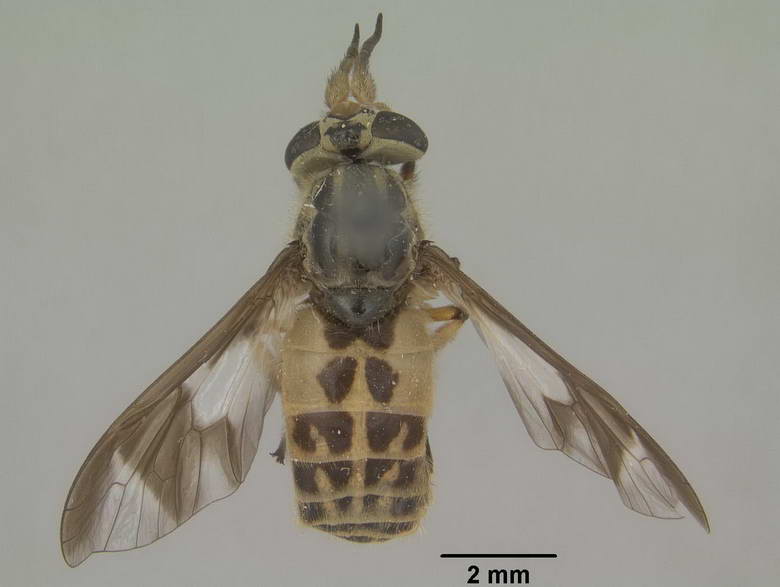 Chrysops wileyae image