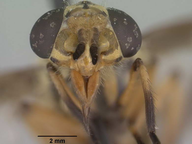 Chrysops wileyae image