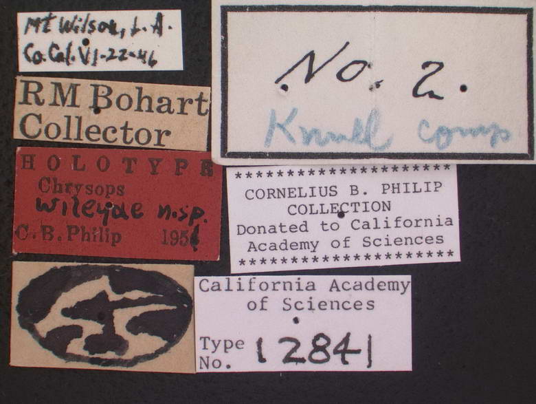 Chrysops wileyae image