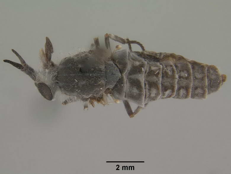 Chrysozona alticola image