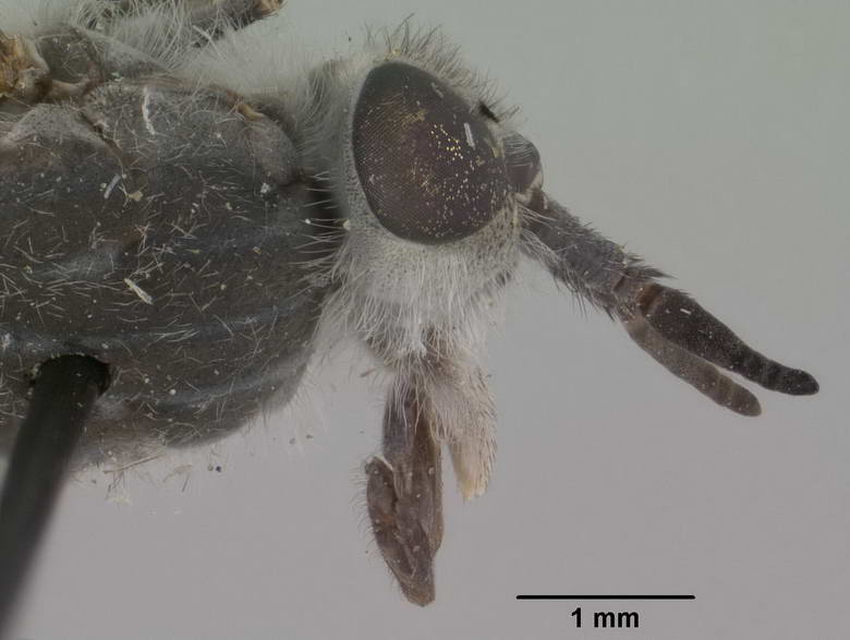 Chrysozona alticola image