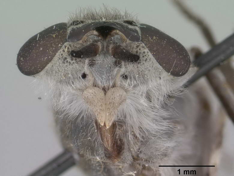 Chrysozona alticola image