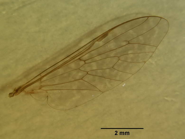 Chrysozona alticola image