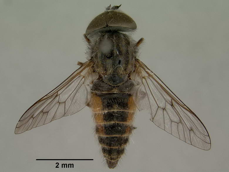 Dasybasis bulbiscapens image