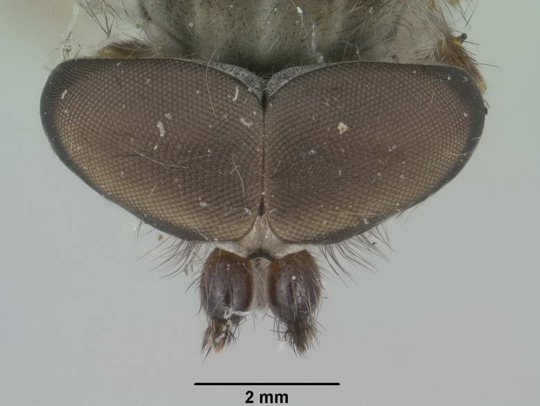 Haematopota casca image