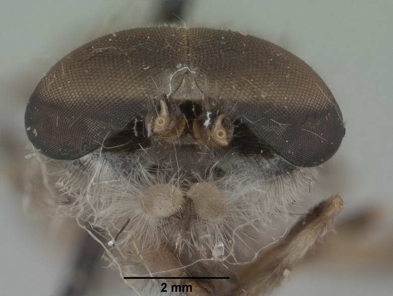 Haematopota casca image