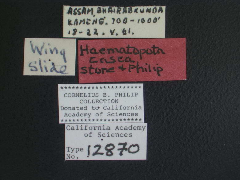 Haematopota casca image