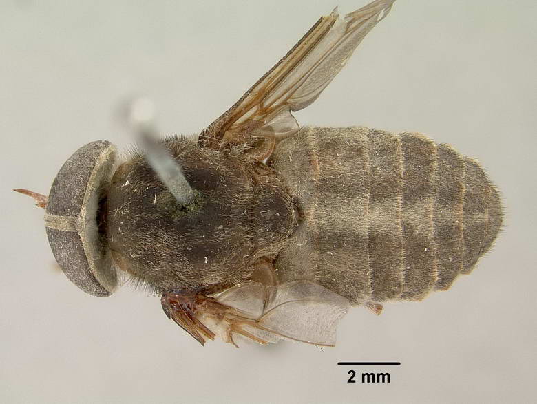 Tabanus murdochi image