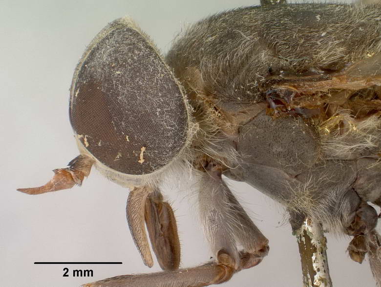 Tabanus murdochi image
