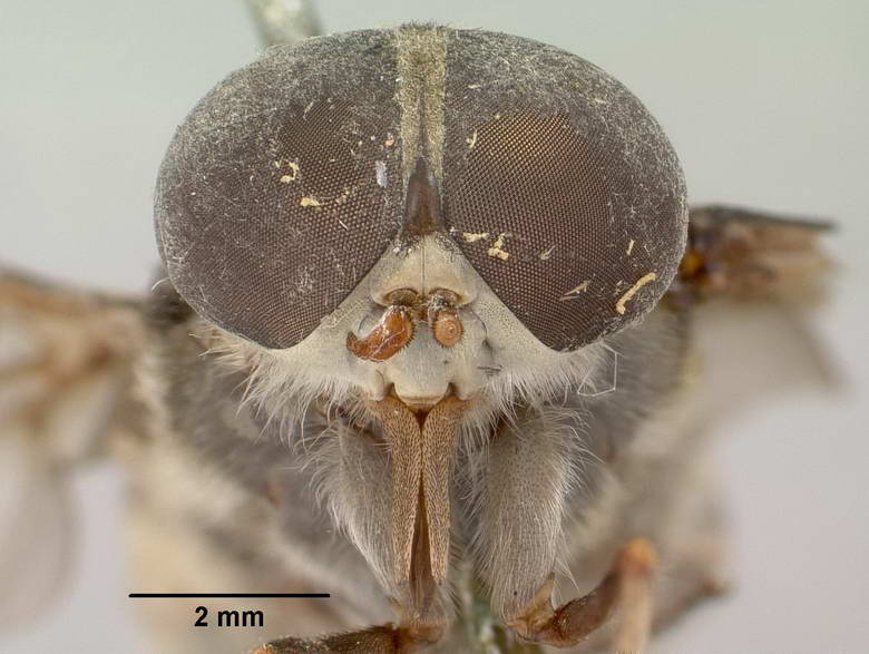 Tabanus murdochi image