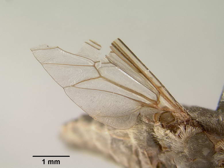 Tabanus murdochi image