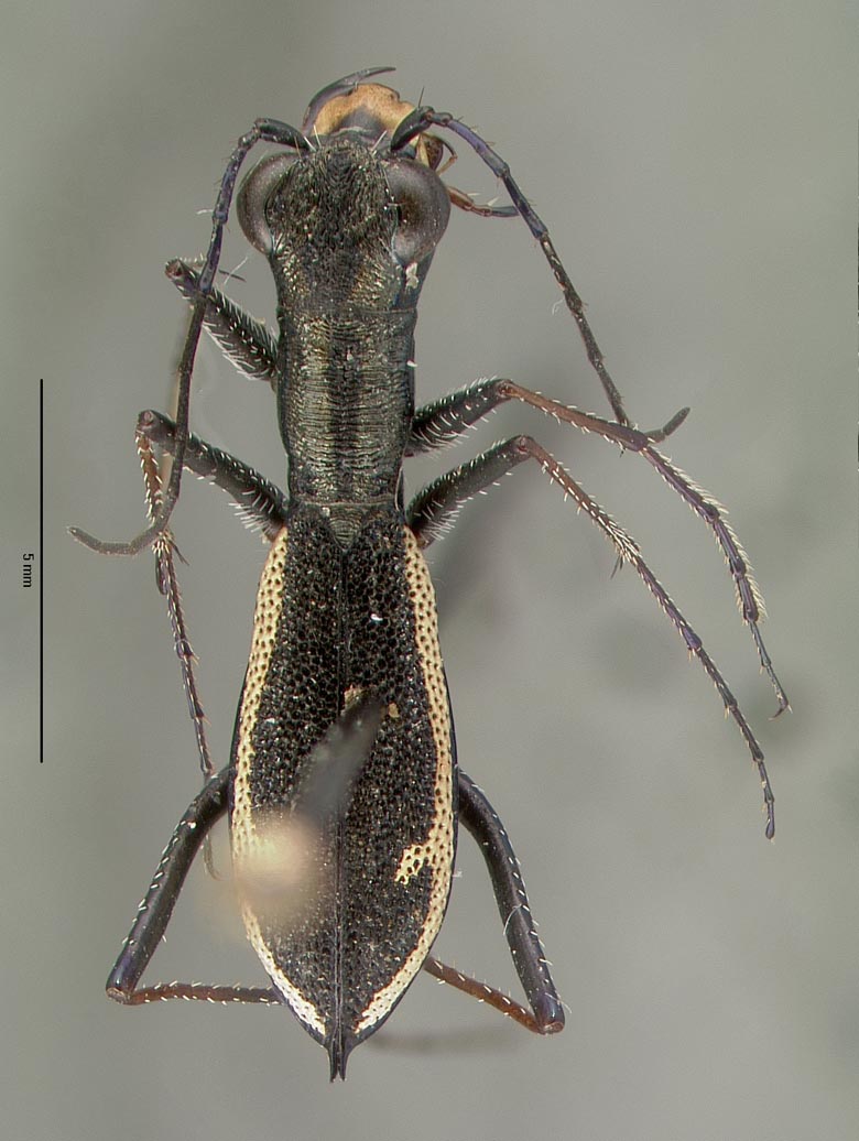 Dromica kavanaughi image