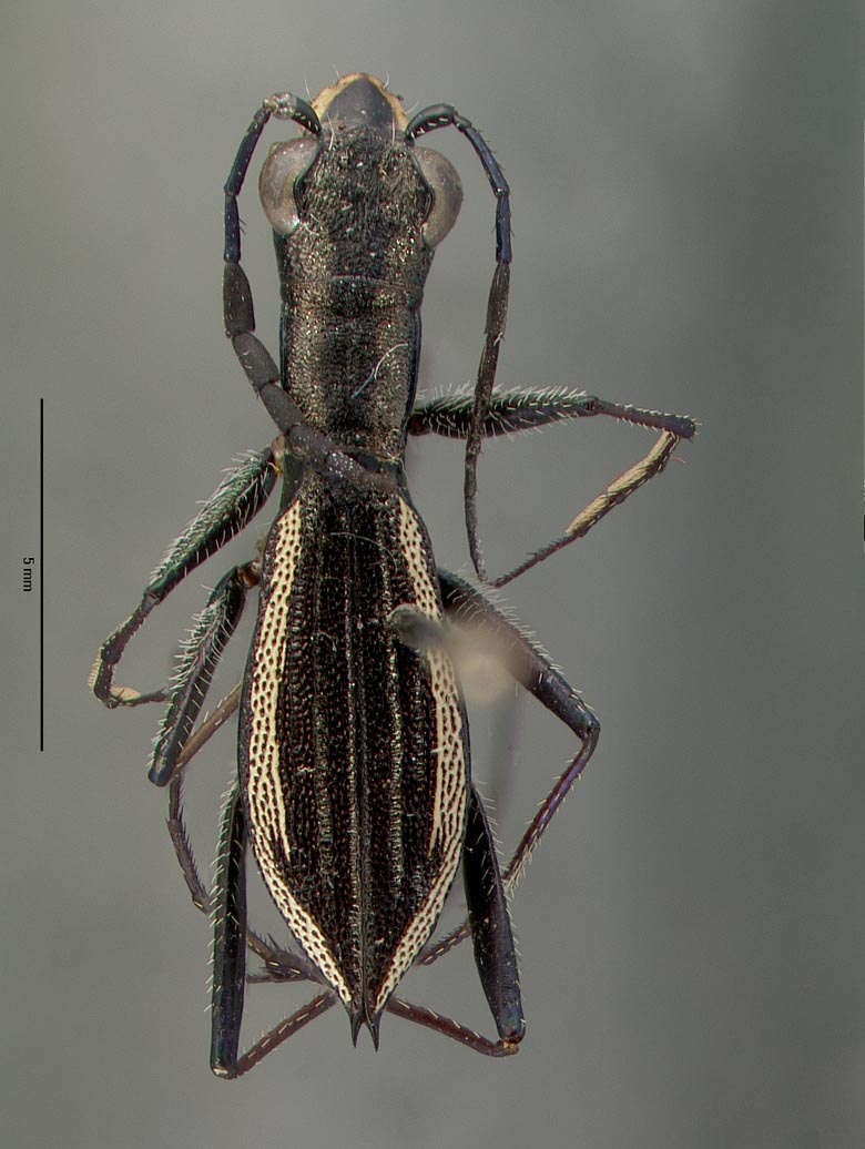 Dromica similis image
