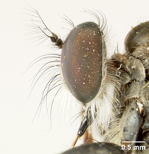 Ommatius dravidicus image