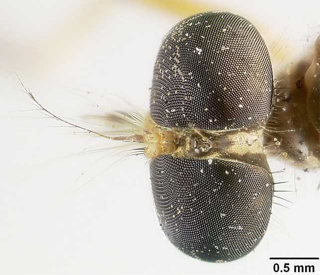 Ommatius indicus image