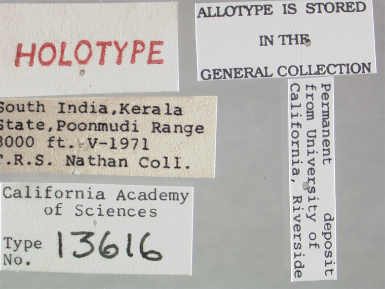 Ommatius indicus image