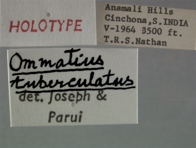 Ommatius tuberculatus image