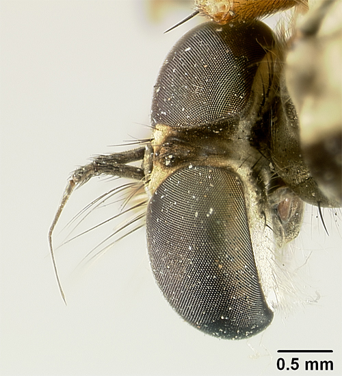 Clephydroneura nelsoni image