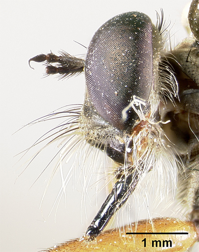 Clephydroneura nelsoni image