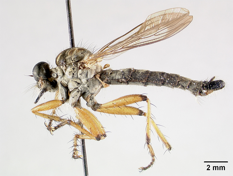 Clephydroneura nelsoni image