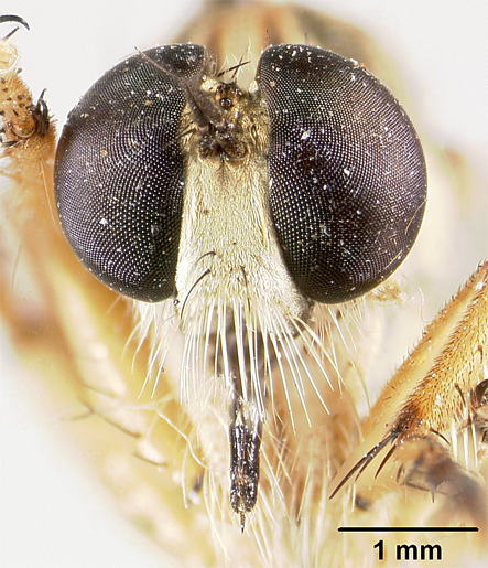 Clephydroneura wilcoxi image