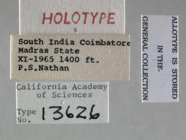 Clephydroneura wilcoxi image