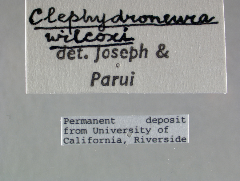 Clephydroneura wilcoxi image